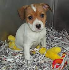 Posted On Facebook By Atlantic County Nj Humane Society Pets Funny Animals American Bull