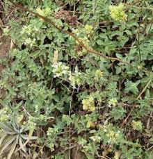 Image result for Isoglossa laxiflora