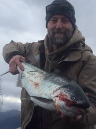 Blog — Citizen Salmon Alaska