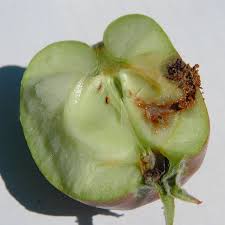 Degats Du Carpocapse Des Pommes Des Poires Poire Pomme Insectes