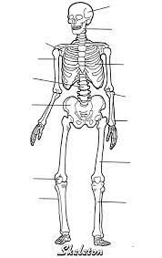 Your child will love coloring his favorite zoo animals. Skeleton Blank Printable Skeletal System Worksheet Skeletal System Human Skeleton Anatomy