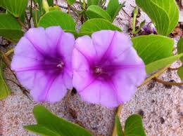 Image result for Ipomoea fanshawei
