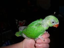 Need Alexandrine Parrot For Low Price Chennai Free Classified Ads African grey parrot for sale. need alexandrine parrot for low price