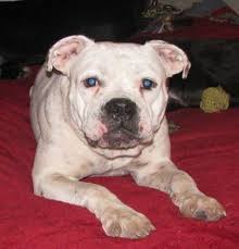 We like to save dogs and find them great forever homes. Adopt Scribbles On Petfinder American Bulldog Mix Dog Mixes Bulldog Dog