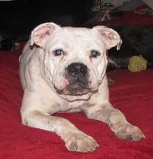 We like to save dogs and find them great forever homes. Adopt Scribbles On Petfinder American Bulldog Mix Dog Mixes Bulldog Dog