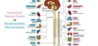 Organs With Dual Innervation Science Online