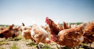 Maybe you would like to learn more about one of these? How Solar Lightens The Load For Free Range Egg Farming The Poultry Site