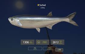 He fell in love with it. Sichel Fish Species Russian Fishing 4