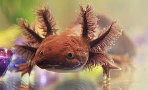 Img 9217 Axolotl Cute Reptiles Weird Animals
