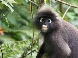 Cheeky Monkey Dusky Langur Trachypithecus Obscurus Also Known As Spectacled Langur Dusky Leaf Monkey Spectacled Leaf Monkey Monkey Baby Monkey Primates