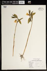 Image result for Camptorrhiza strumosa