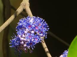 Image result for Warneckea cordiformis