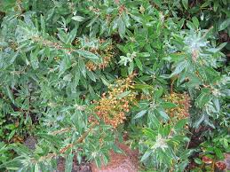 Image result for Clutia angustifolia