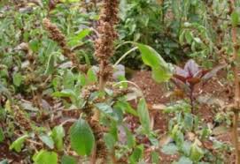 Image result for Amaranthus thunbergii