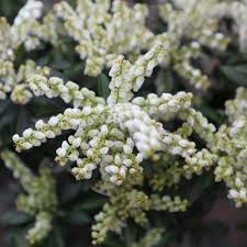 Image result for Pieris japonský debutante obrázek