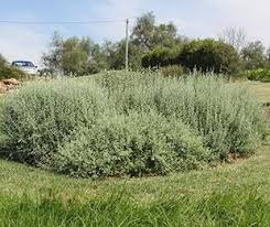 Image result for Rhagodia