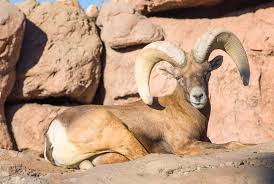 Arizona Sonora Desert Museum Wild Animals In Tucson Az Roads Less Traveled