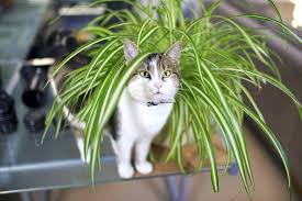 Aspca animal poison control center phone number: 15 Houseplants That Are Beautiful And Safe For Cats And Dogs