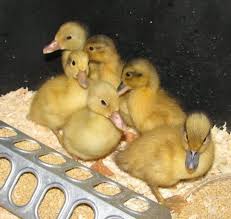 Maybe you would like to learn more about one of these? Ducks As Effective And Entertaining Pest Control Ecological Landscape Alliance