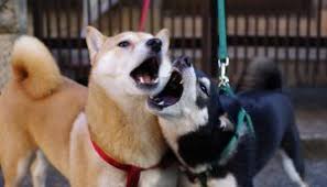 Open this page to get detailed information about shiba inu(shib). Shiba Inu Kurs Shib Live In Usd Eur Und Chf Btc Echo