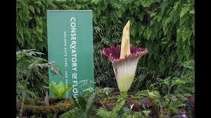 San Francisco Conservatory Of Flowers Corpse Flower Bloom 2018 Youtube