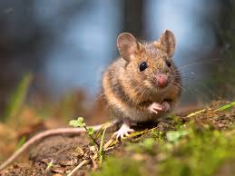 There's a lot of misinformation out there about pest control, especially concerning when it comes to pest control, there are often many diy methods available to the average person many people believe that dryer sheets repel mosquitoes due to temporary success. Cottage Q A How To Keep Mice Out Of Your Ride Cottage Life