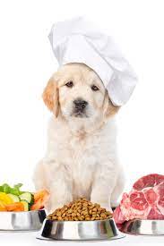 Funny Golden Retriever Puppy In Chef S Hat With Food For Pets Isolated On White Background Goldenret Retriever Puppy Golden Retriever Funny Golden Retriever