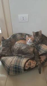 Nella loro giornata ne ricordiamo alcune. Giornata Internazionale Del Gatto Le Foto Dei Lettori Legnanonews