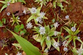 Image result for Eriocaulon abyssinicum