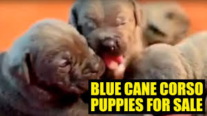 Check spelling or type a new query. Cane Corso Puppies Blue For Sale Youtube