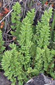 Image result for Woodsiaceae