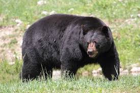 Black Bear Population By State 2019 Bears In Pennsylvania Everything You Need To Know Pennlive Com