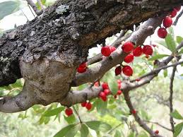 Image result for Tapinanthus constrictiflorus