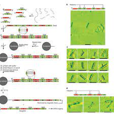 Pdf Self Replication Of Information Bearing Nanoscale Patterns