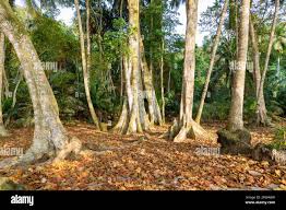 Image result for Terminalia randii