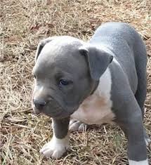 Four morkie male puppies born may 19th, ready to re home july 14th. Puppies For Sale Near Me Free Puppies Puppies For Adoption Pitbull Puppies Pitbull Puppies For Sale Rottweiler Puppies