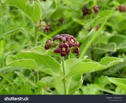 Image result for Cynanchum