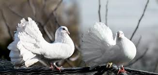 Baby columbidae طيور الحمام العراقي أجمل طيور الحمام الزينة اسماء الحمام اجمل حمامة في . Ø§ØºÙ„Ù‰ Ø§Ù†ÙˆØ§Ø¹ Ø§Ù„Ø­Ù…Ø§Ù… Ù…ÙˆØ¶ÙˆØ¹