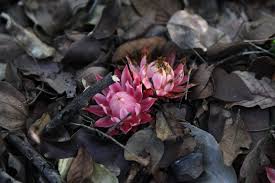 Image result for Thonningia