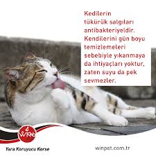Kedilerin Tukuruk Salgilari Antibakteriyeldir Kendilerini Gun Boyu Temizlemeleri Sebebiyle Yikanmaya Da Ihtiyaclari Yoktur Winpet Yarakoruy Kedi Danca Pekin