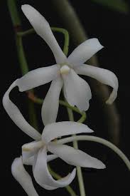 Image result for Ypsilopus