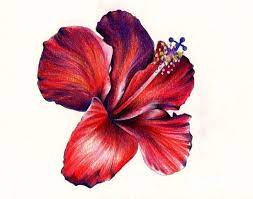 Your search for fabric is over! Colored Pencil Drawing Of Flower Google Search Pencil Drawings Of Flowers Hibiscus Flower Drawing Colorful Drawings