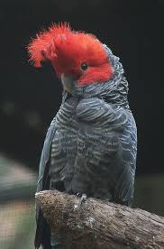 Birds With Red Crested Heads I Ve Got Skills Hector Said As He Flapped His Wings I Can Make It Rain As He Walked Away Erik Felt A Wet Drop On Hi Nature Birds Birds Beautiful Birds