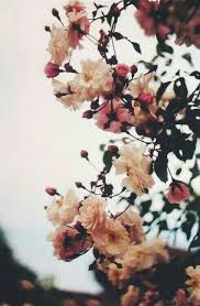 Pinterest Strangereality Flowers Photography Flower Aesthetic Flower Wallpaper