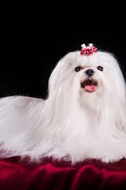 Dog Maltese On A Black Background Maltese Dogs Animals