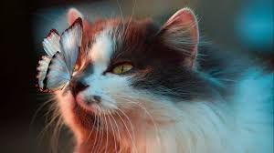 Cat names from the disney world can be bestowed upon already name feline. 150 Disney Cat Names From Princesses To Villains And Sidekicks