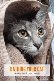 There is a whole plethora of services cat groomers offer to help keep your feline not only. Pet Grooming Near Me Cheap Caring For A Kitten Type Of Cats Cat Grooming Brushes And Combs Cat Care Cool Cats Cat Behavior