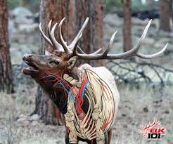 The Anatomy Of An Elk Proper Knowledge Of Shot Angles And