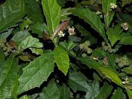 Image result for Mallotus