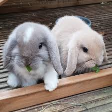 Are You In Love Im In Love Cute Baby Animals Cute Animals Baby Animals Pictures